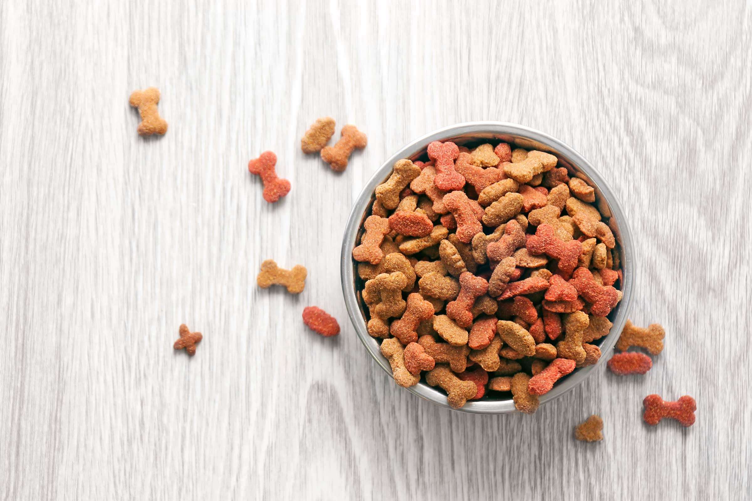 What a Newbie Should Know about Dog Food