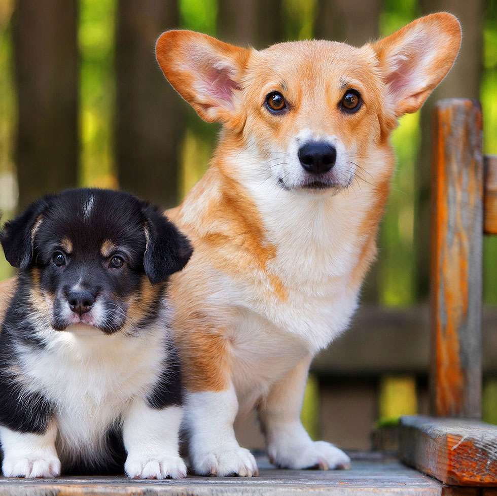 Big or Small, Corgi’s Good for All