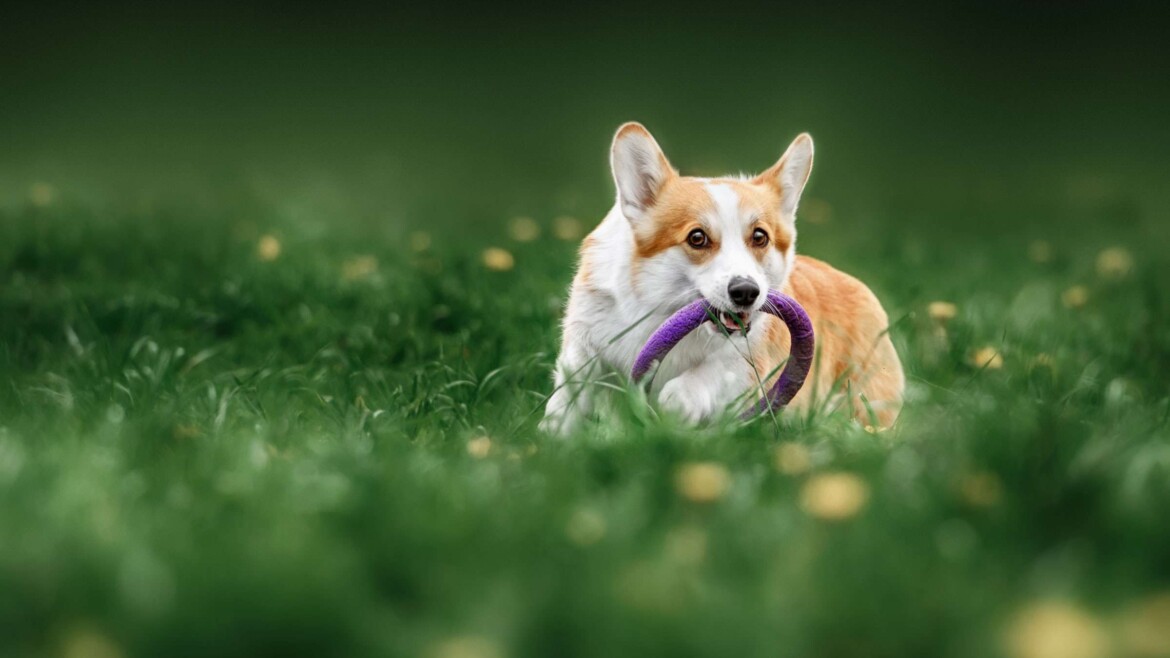 Do Welsh Corgi Have Anxiety or Depression?