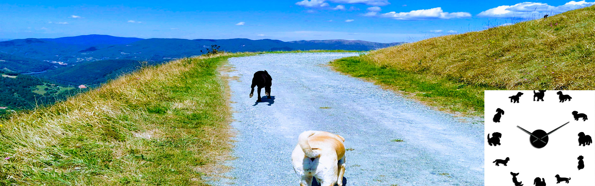 QUANTO TEMPO OCCUPA UN CANE?